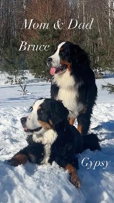 Bernese Mountain Dog Puppies - Photo 9