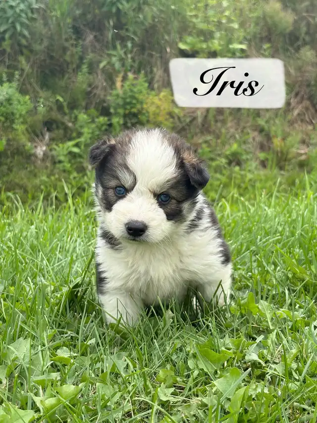 Chiot Aussie Sibérien