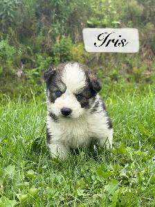 Chiot Aussie Sibérien