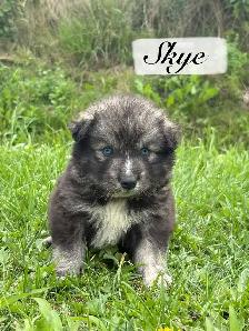 Chiot Aussie Sibérien - Photo 2
