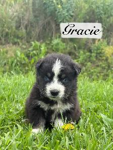 Chiot Aussie Sibérien - Photo 3
