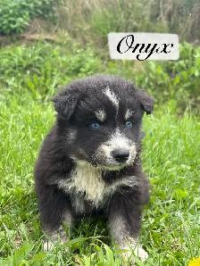 Chiot Aussie Sibérien - Photo 4