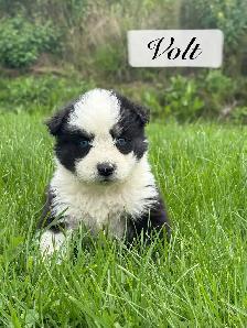 Chiot Aussie Sibérien - Photo 5