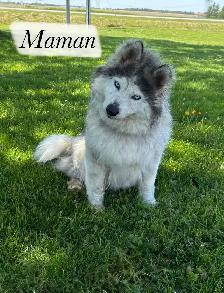 Chiot Aussie Sibérien - Photo 6