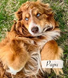 Chiot Aussie Sibérien - Photo 7