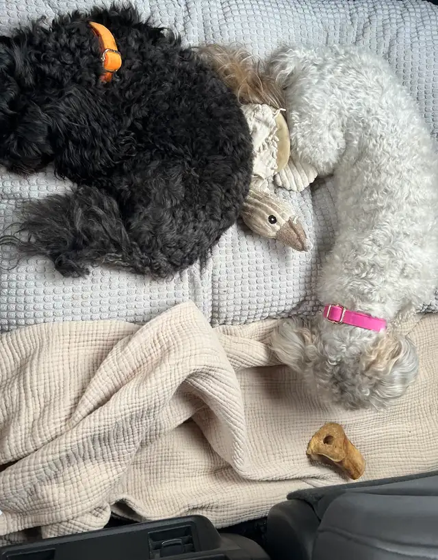 shihpoo dogs need rehoming