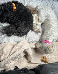 shihpoo dogs need rehoming