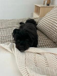 shihpoo dogs need rehoming - Photo 2