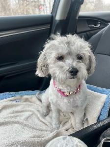 shihpoo dogs need rehoming - Photo 3