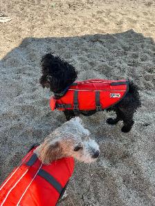 shihpoo dogs need rehoming - Photo 4