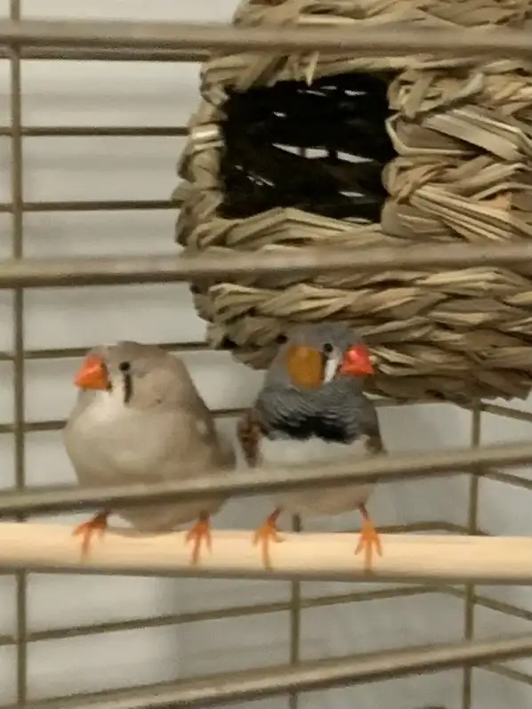 For Sale:  Zebra Finches