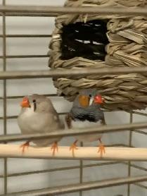 For Sale:  Zebra Finches