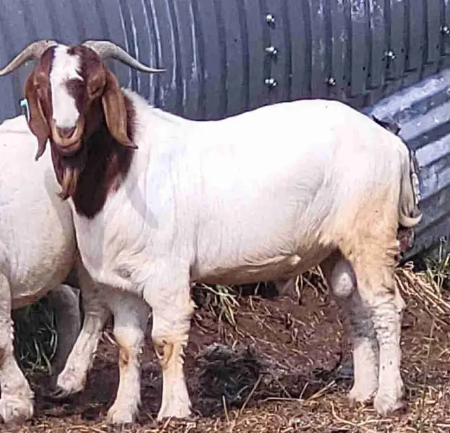 Yearling Boer Does & Bucks