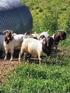 Yearling Boer Does & Bucks - Photo 2