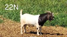 Yearling Boer Does & Bucks - Photo 3