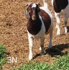 Yearling Boer Does & Bucks - Photo 4
