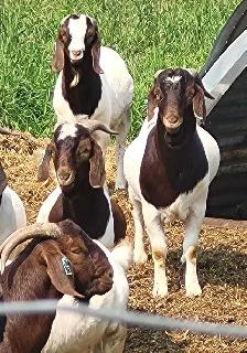 Yearling Boer Does & Bucks - Photo 5