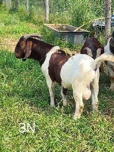 Yearling Boer Does & Bucks - Photo 6