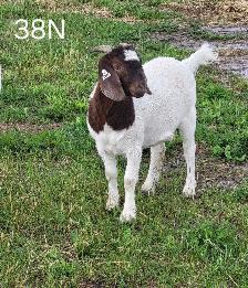 Yearling Boer Does & Bucks - Photo 7