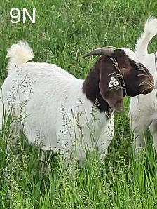 Yearling Boer Does & Bucks - Photo 8