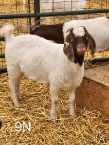 Yearling Boer Does & Bucks - Photo 9