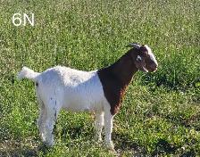 Yearling Boer Does & Bucks - Photo 10