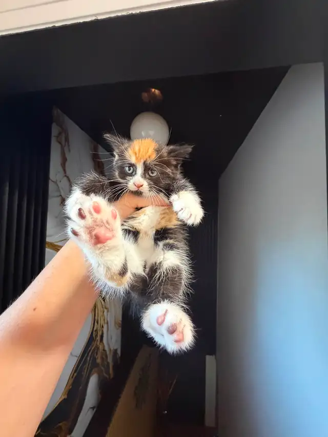 Ragdoll kittens Ready for New Loving home Female/Male available