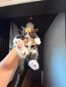 Ragdoll kittens Ready for New Loving home Female/Male available