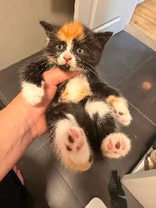 Ragdoll kittens Ready for New Loving home Female/Male available - Photo 2