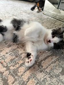 Ragdoll kittens Ready for New Loving home Female/Male available - Photo 3