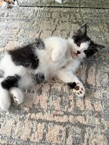 Ragdoll kittens Ready for New Loving home Female/Male available - Photo 4