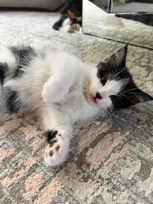 Ragdoll kittens Ready for New Loving home Female/Male available - Photo 5