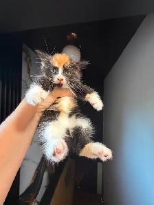 Ragdoll kittens Ready for New Loving home Female/Male available - Photo 6