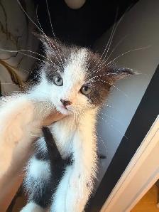 Ragdoll kittens Ready for New Loving home Female/Male available - Photo 9