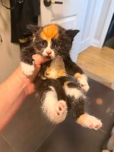 Ragdoll kittens Ready for New Loving home Female/Male available - Photo 10