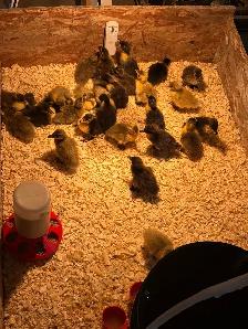 barn yard mix ducklings