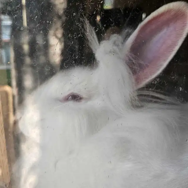 Rabbits Male