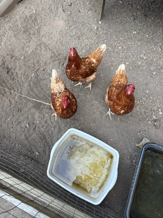 Egg Laying chickens
