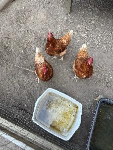 Egg Laying chickens