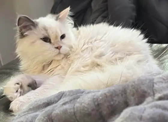 chatte Selkirk rex