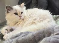 chatte Selkirk rex