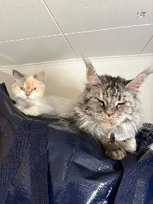 chatte Selkirk rex - Photo 2