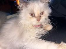 chatte Selkirk rex - Photo 3