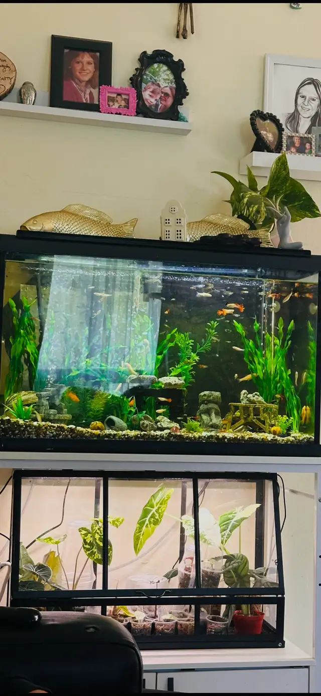 30 gallon fish tank WITH stand