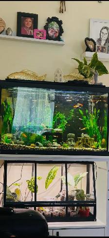 30 gallon fish tank WITH stand