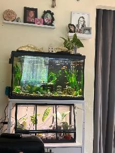 30 gallon fish tank WITH stand - Photo 2
