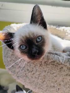 Purebred Siamese Kittens