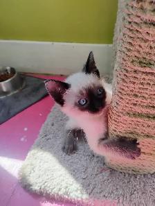 Purebred Siamese Kittens - Photo 2