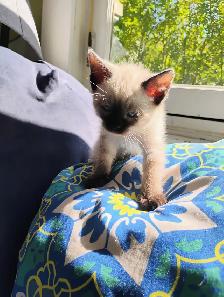 Purebred Siamese Kittens - Photo 3