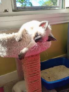 Purebred Siamese Kittens - Photo 4